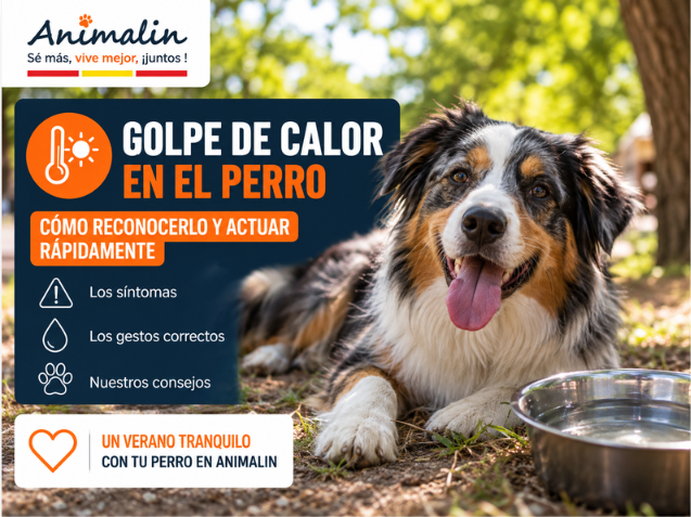 🚨 Golpe de calor en el perro: síntomas, medidas de urgencia y consejos para salvar a tu compañero