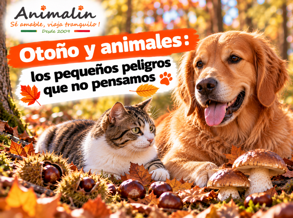 10 peligros que debes conocer para proteger a tu perro o a tu gato