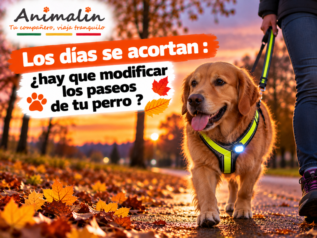 🌙 Los días se acortan: ¿hay que modificar los paseos de tu perro?