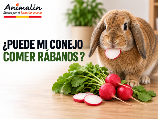 🌱 ¿Puede comer rábanos el conejo?