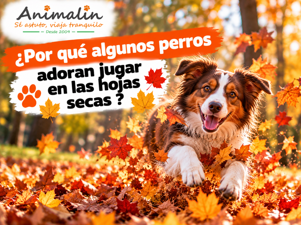 🍁 ¿Por qué a algunos perros les encanta jugar entre las hojas caídas?