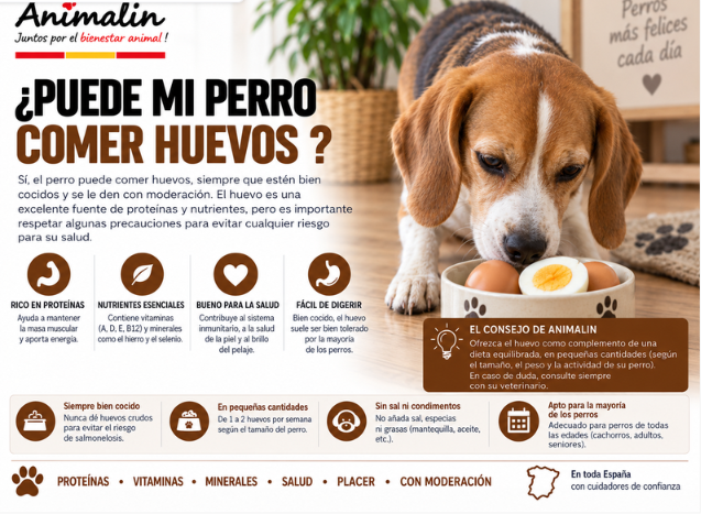 🥚 ¿Puede comer huevos el perro?