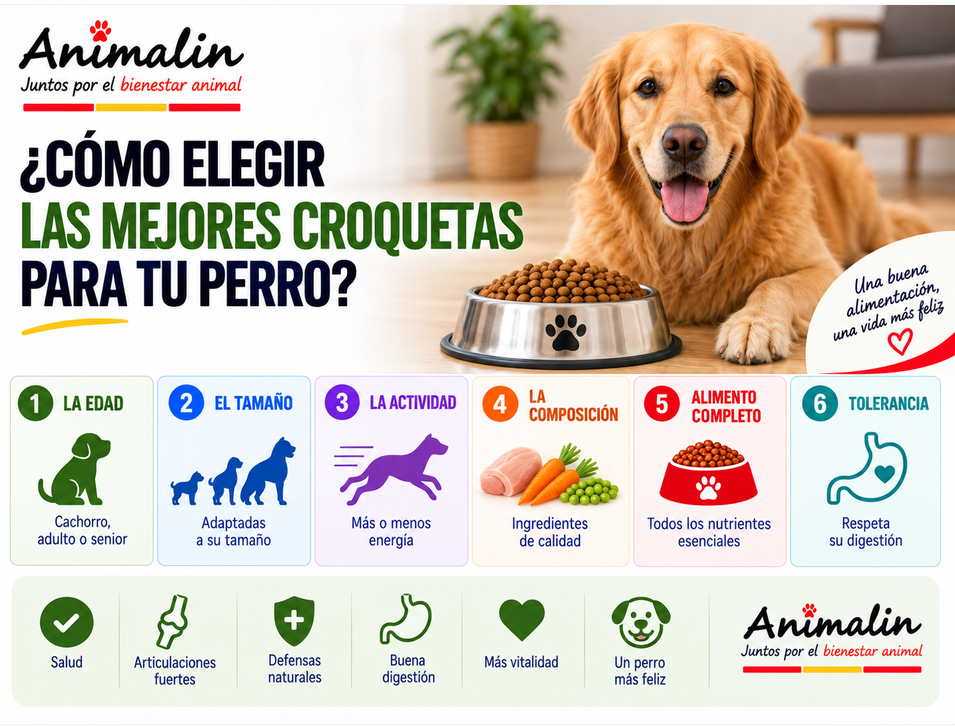 🥣 ¿Cómo elegir el mejor pienso para tu perro?