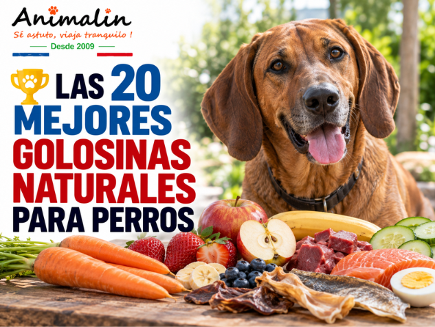 🏆 Los 20 mejores premios naturales para perros