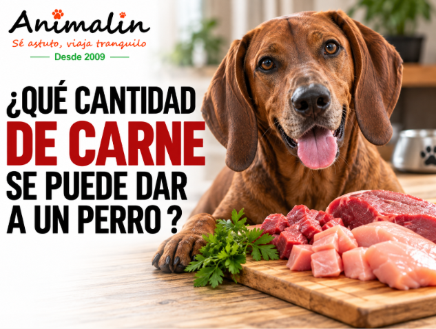 ¿Qué cantidad de carne se le puede dar a un perro?