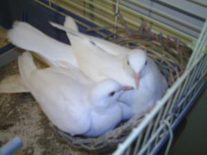 Foto del alojamiento