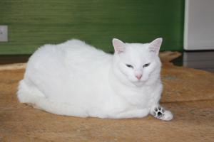 Foto del alojamiento