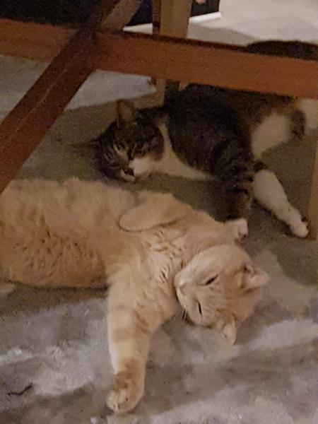 Foto del alojamiento