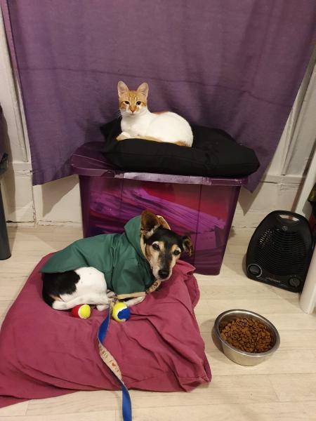 Foto del alojamiento