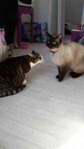 Foto del alojamiento