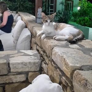 Foto del alojamiento