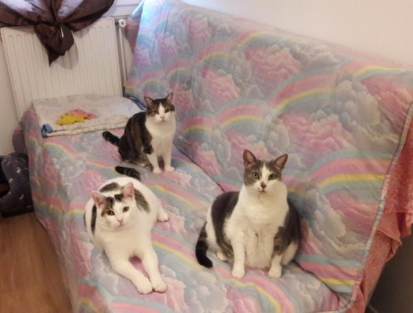 Foto del alojamiento