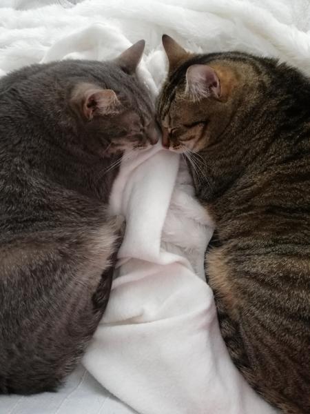 Foto del alojamiento