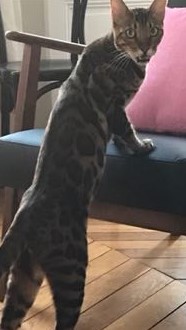 Foto del alojamiento
