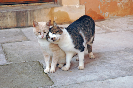 Foto del alojamiento
