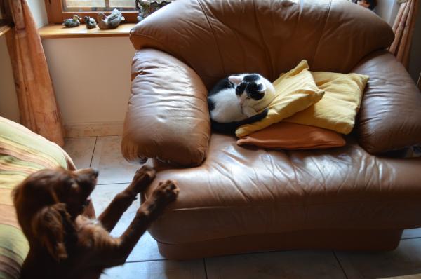 Foto del alojamiento