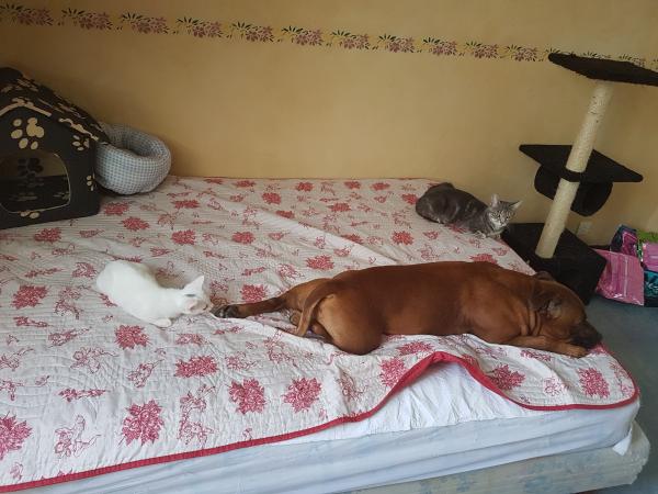 Foto del alojamiento