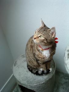 Foto del alojamiento