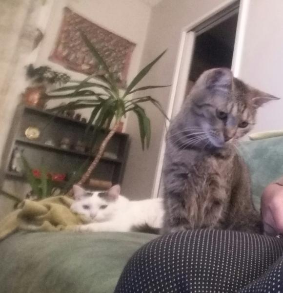 Foto del alojamiento