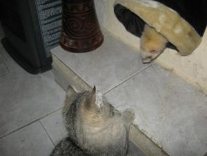 Foto del alojamiento