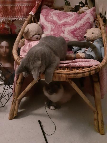 Foto del alojamiento