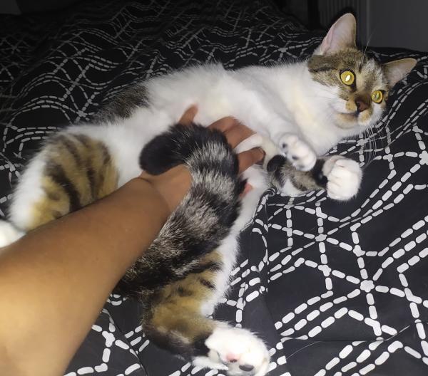 Foto del alojamiento