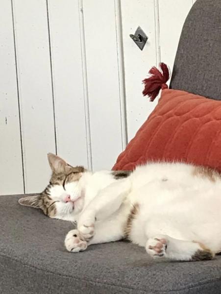 Foto del alojamiento
