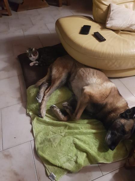 Foto del alojamiento