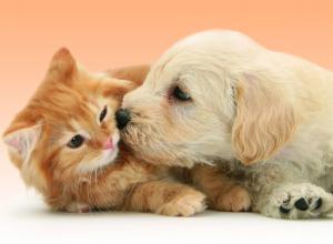 Foto del alojamiento