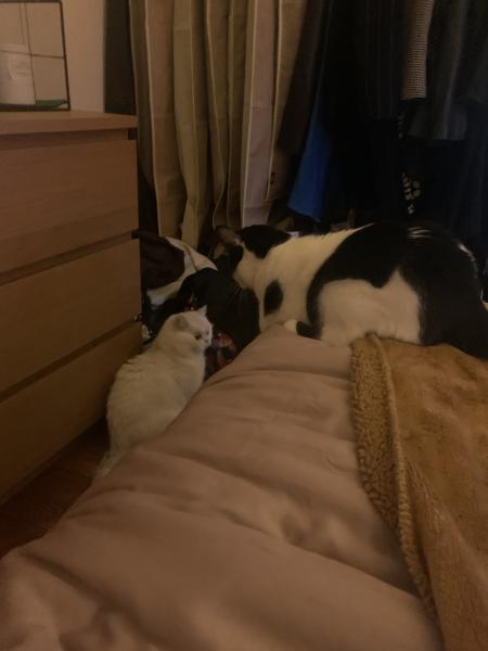 Foto del alojamiento
