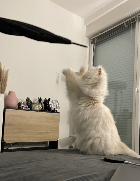 Foto del alojamiento