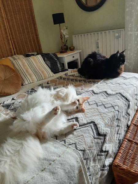 Foto del alojamiento