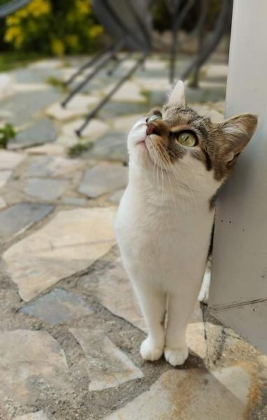 Foto del alojamiento