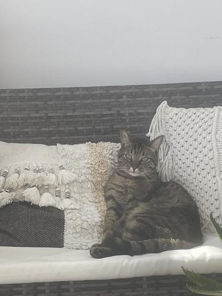 Foto del alojamiento