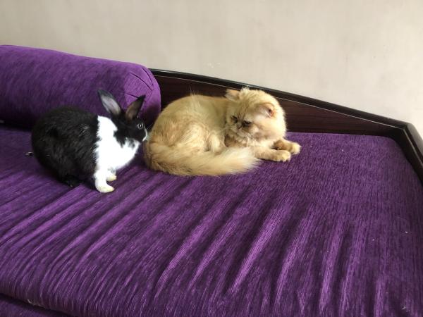 Foto del alojamiento