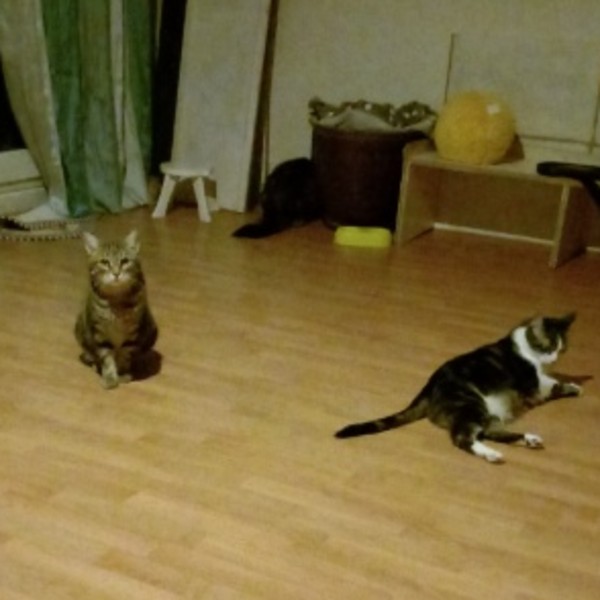 Foto del alojamiento