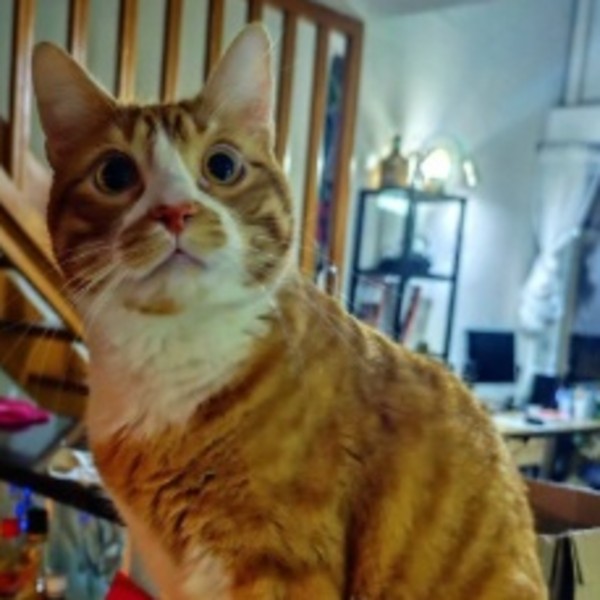 Foto del alojamiento
