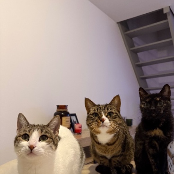 Foto del alojamiento