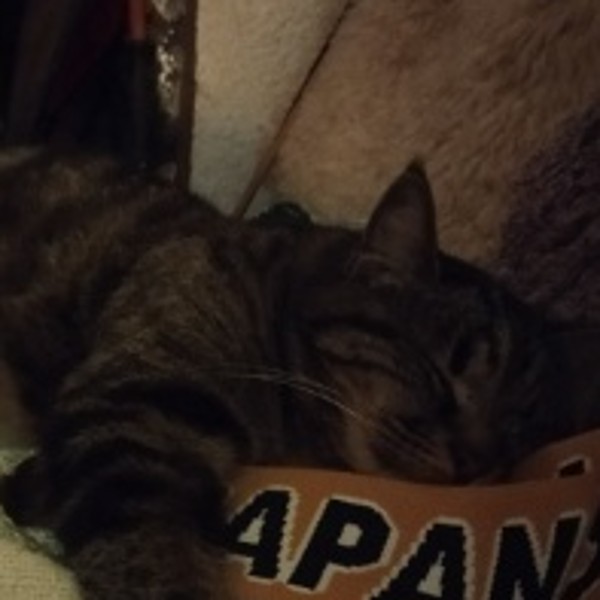 Foto del alojamiento