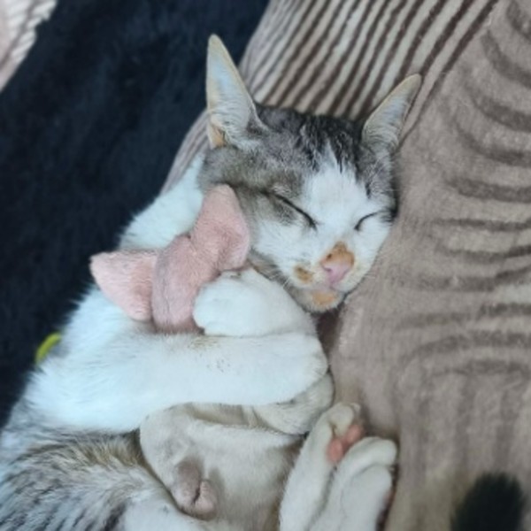Foto del alojamiento