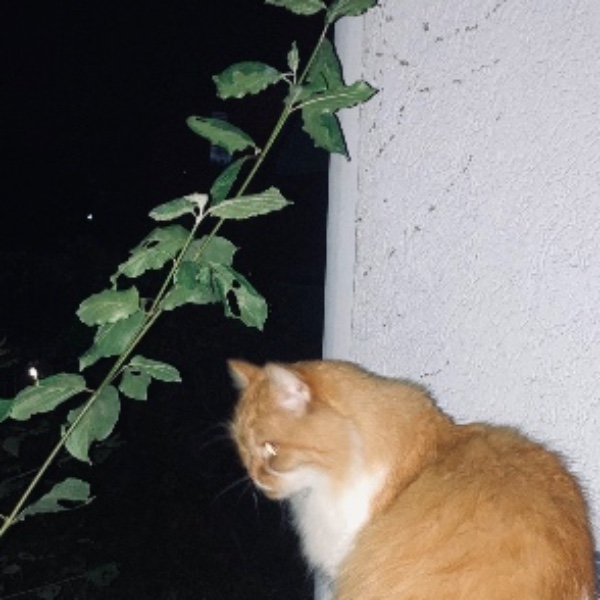 Foto del alojamiento