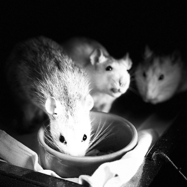 Foto del alojamiento