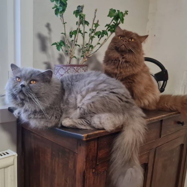 Foto del alojamiento
