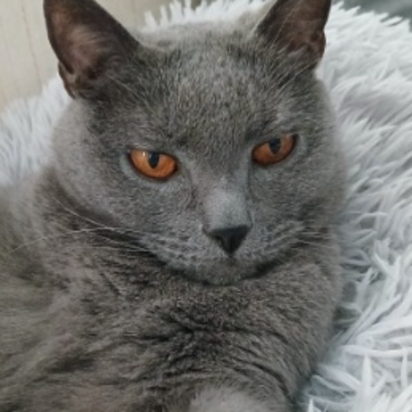Foto del alojamiento