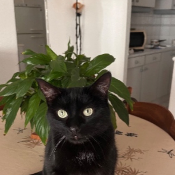 Foto del alojamiento