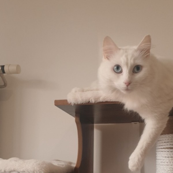 Foto del alojamiento