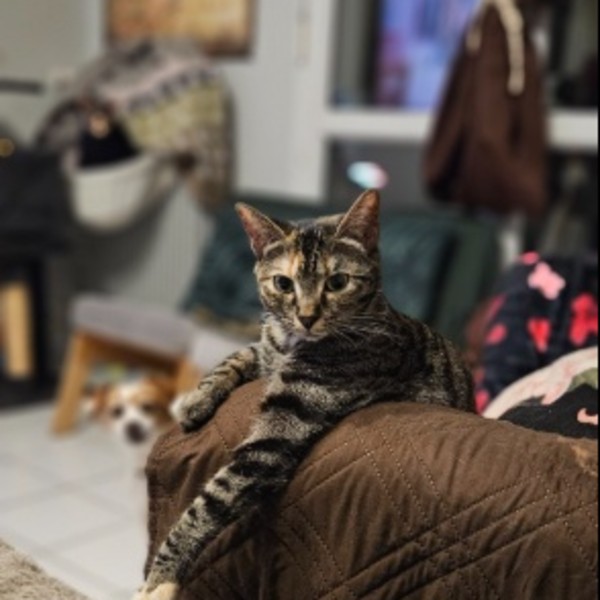 Foto del alojamiento