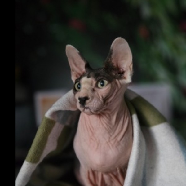 Foto del alojamiento
