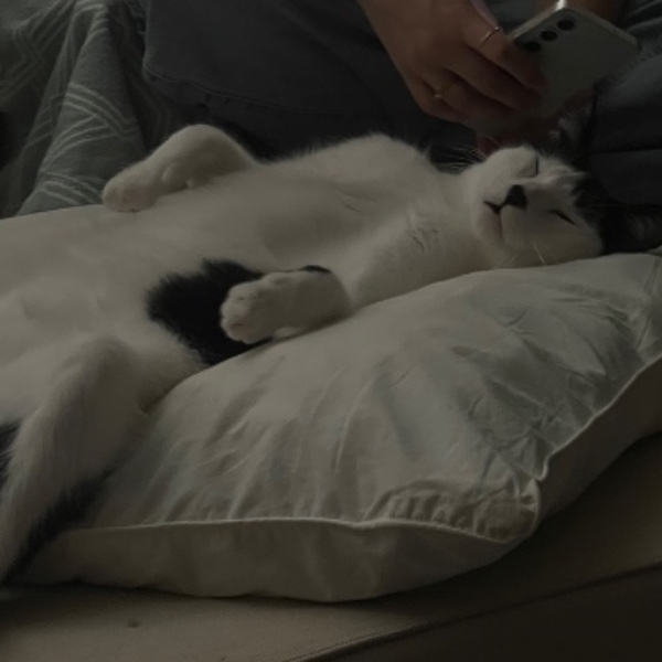 Foto del alojamiento