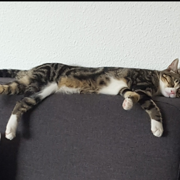 Foto del alojamiento